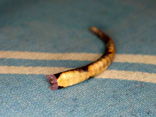 Crested Gecko and Dropped Tail