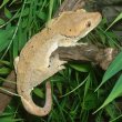 crested gecko