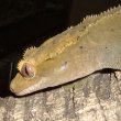 crested gecko