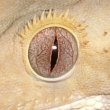 crested gecko eye