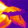 thermal gecko