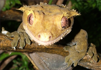 Crested Gecko