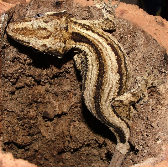 R auriculatus