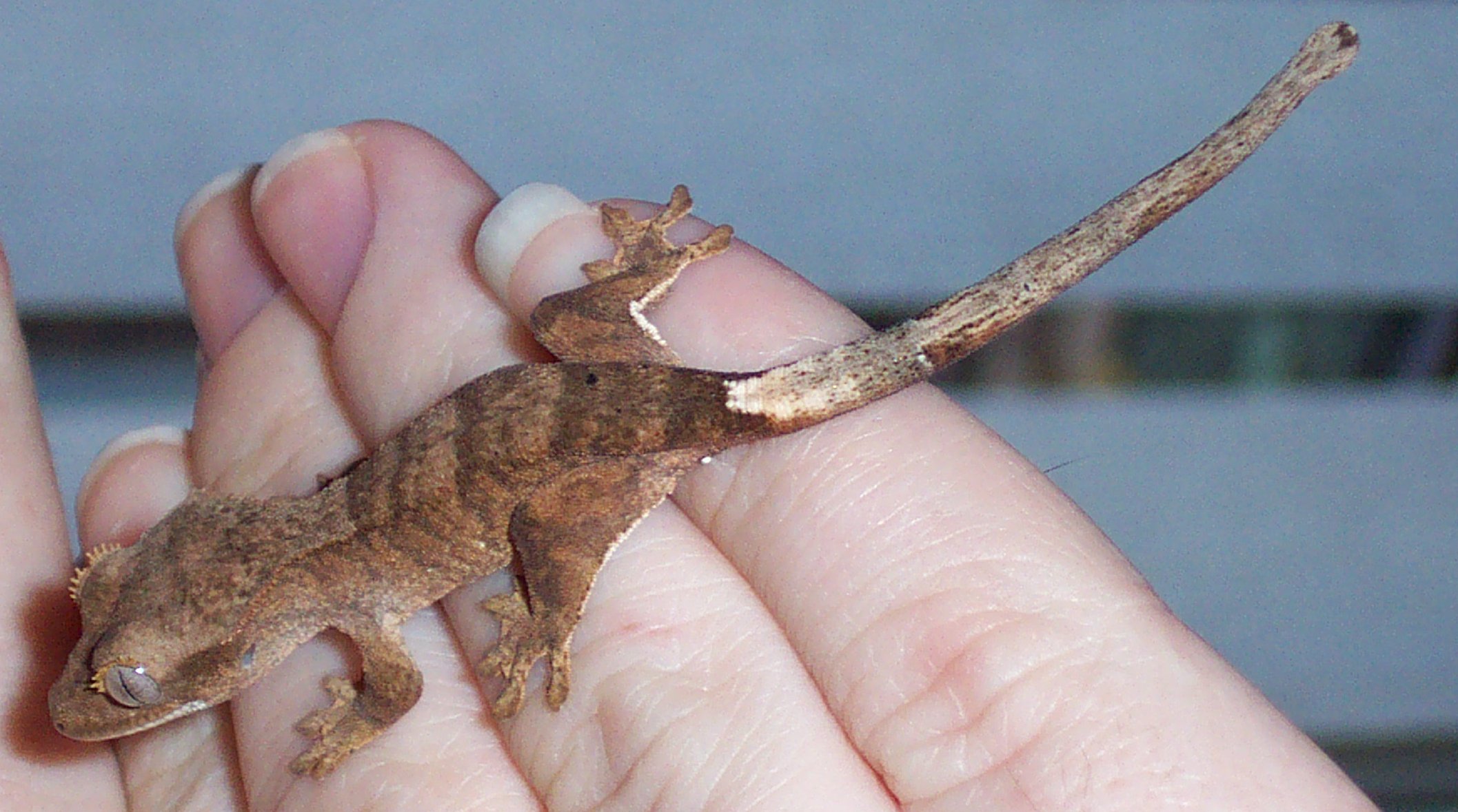 Crested Gecko Baby