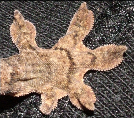 Crested Gecko Foot (top)