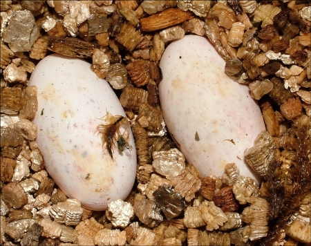 Crested Gecko Eggs