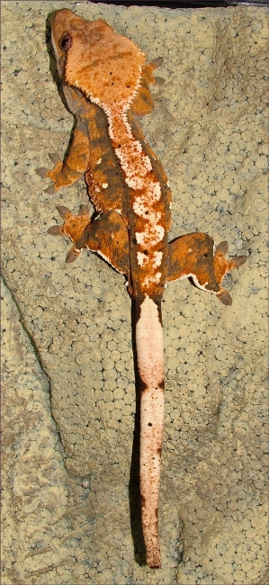 Crested Gecko Harlequin