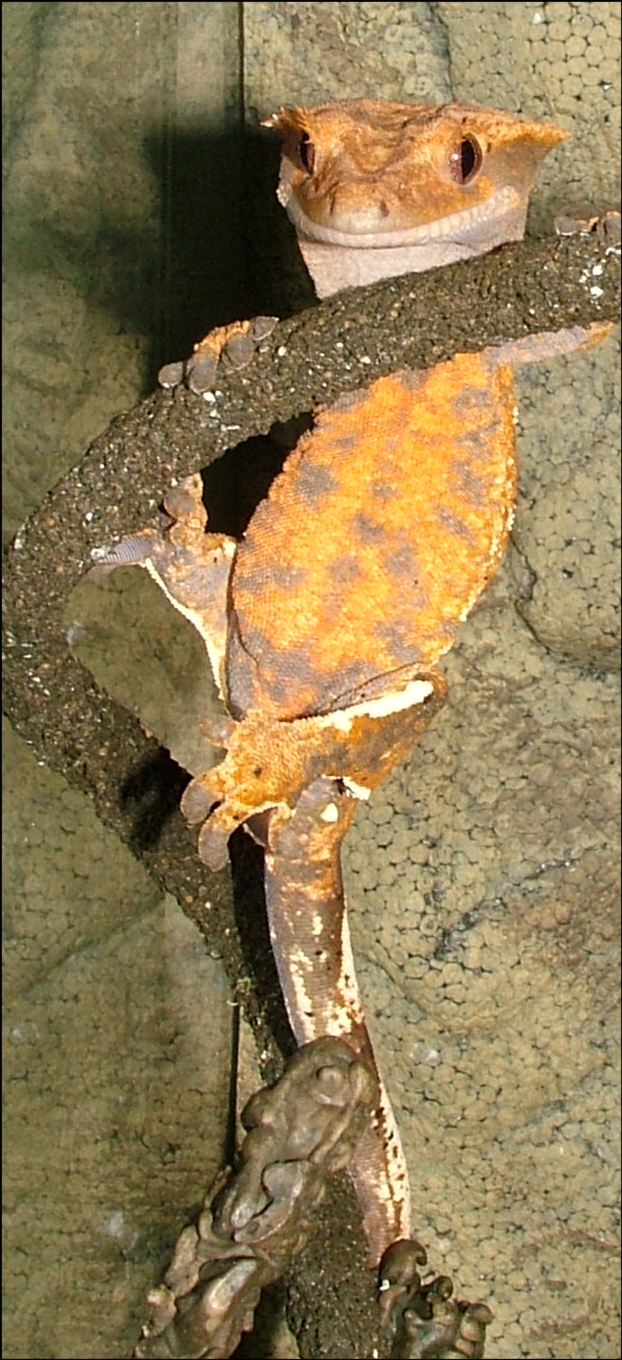 Crested Gecko Climbing