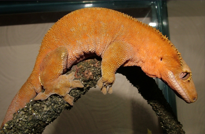 Crested Gecko Orange