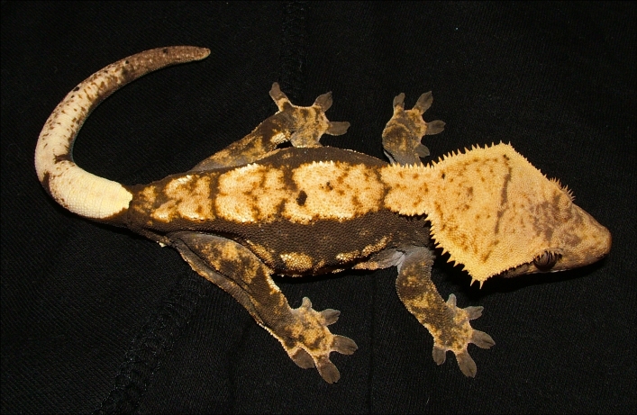 Crested Gecko Harlequin