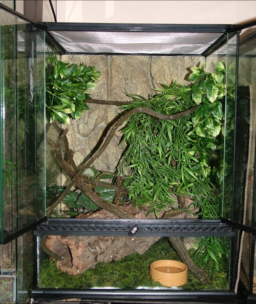 Crested Gecko Setup