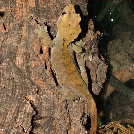 Crested Gecko Buckskin