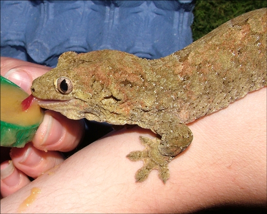 fruit crested geckos can eat