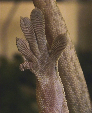 Crested Gecko Foot (Bottom)