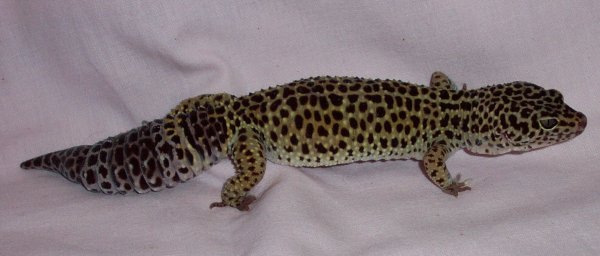 leopard gecko