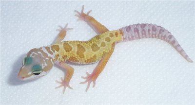 leopard gecko