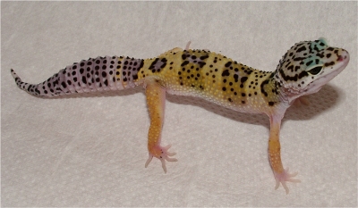 leopard gecko