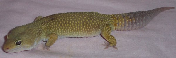 leopard gecko