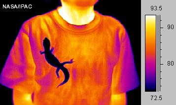 Thermal Images | The Gecko Spot