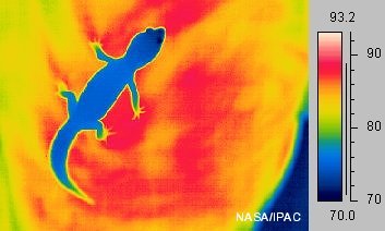 Thermal Images | The Gecko Spot