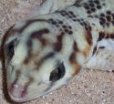 leopard gecko