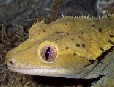 crested gecko