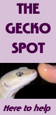 the gecko spot