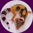 leopard gecko