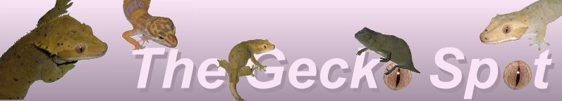 The Gecko Spot
