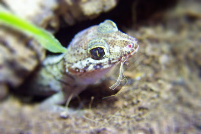 Pictus Eating